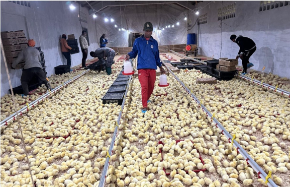 Ethiopia Poultry Project in the field
